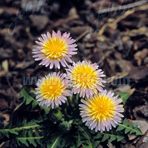 白花タンポポ(ポット苗) | 日野春ハーブガーデン