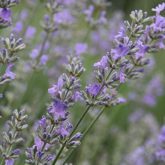 アラビアンナイト・ラベンダー(ポット苗) | 日野春ハーブガーデン