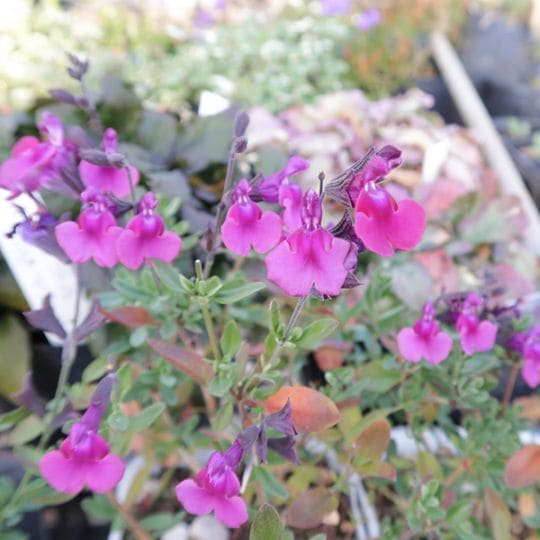 チェリーセイジ・ダイアン(ポット苗) | 日野春ハーブガーデン