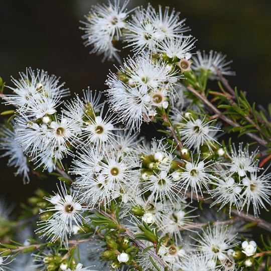 ラベンダー・ティーツリー(ポット苗) | 日野春ハーブガーデン