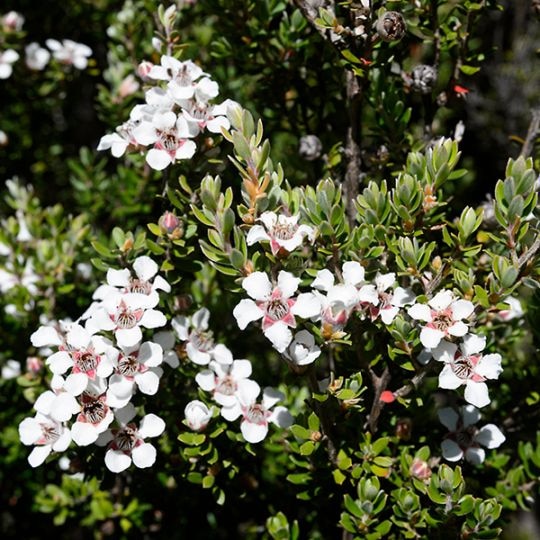 ラベンダー・ティーツリー(ポット苗) | 日野春ハーブガーデン