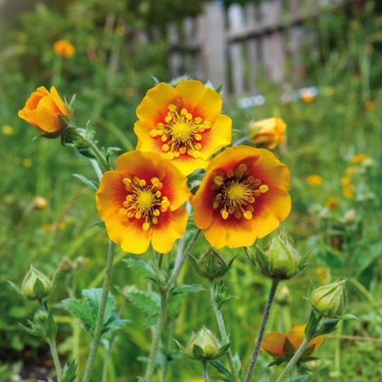 ポテンティラ・オレンジスターリット(ポット苗) | 日野春ハーブガーデン