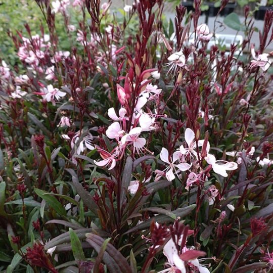 ガウラ・こもも(ポット苗) | 日野春ハーブガーデン