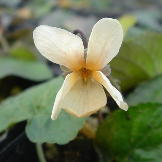 白花ニオイスミレ(ポット苗) | 日野春ハーブガーデン