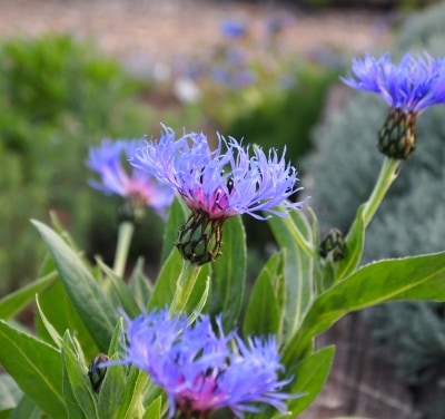 宿根ヤグルマソウ(ポット苗) | 日野春ハーブガーデン