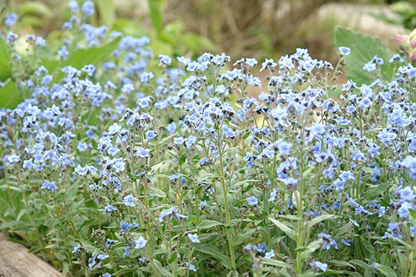 アンチューサ・ブルーシャワー(ポット苗) | 日野春ハーブガーデン