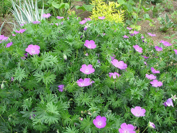 ゲラニウム サンギネウム アケボノフウロ ポット苗 日野春ハーブガーデン ゲラニウム サンギネウム アケボノフウロ ポット苗 日野春ハーブガーデン