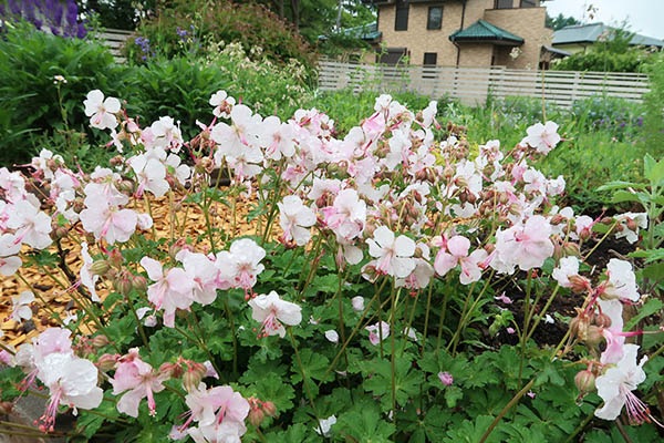 ゲラニウム・ビオコボ(ポット苗) | 日野春ハーブガーデン