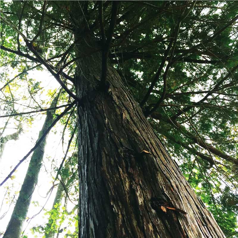 YOSAスパーリエ　エクストローデ50ml浴用化粧料 YOSAスパーリエエクストローデ50ml浴用化粧料