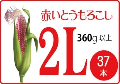 ̳ ֤Ȥ 2L 37 1360ʾ B2B_RED380