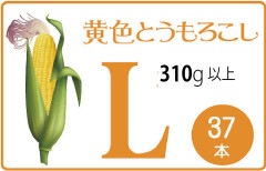 ̳ ɥåϲȤ 37 310ʾ B2B_YELLOW330