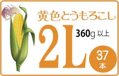 ̳ ɥåϲȤ 2L 37 1360ʾ B2B_YELLOW380