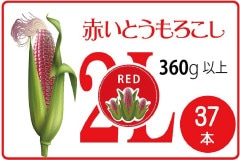 ̳ ٥դ ֤Ȥ 2L 37 1360ʾ B2B_RED380_RABEL