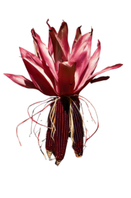 �֤��Ȥ�������� ���¥롼���� ����Ѥ� 3�ܥ��å� �ֺ� �Ȥ�������� �ϥ������� �ե�����󥸡��ɥ饤�ե� ����å� �꡼������ ���� ���� ���� �Ҥ뤼������ ����̵��