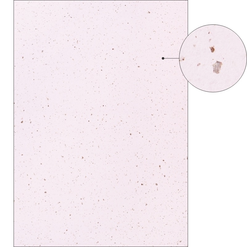 サステナブルクラッポ あずき 薄口