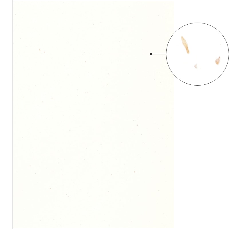 サステナブルクラッポ 野菜（ニンジン）