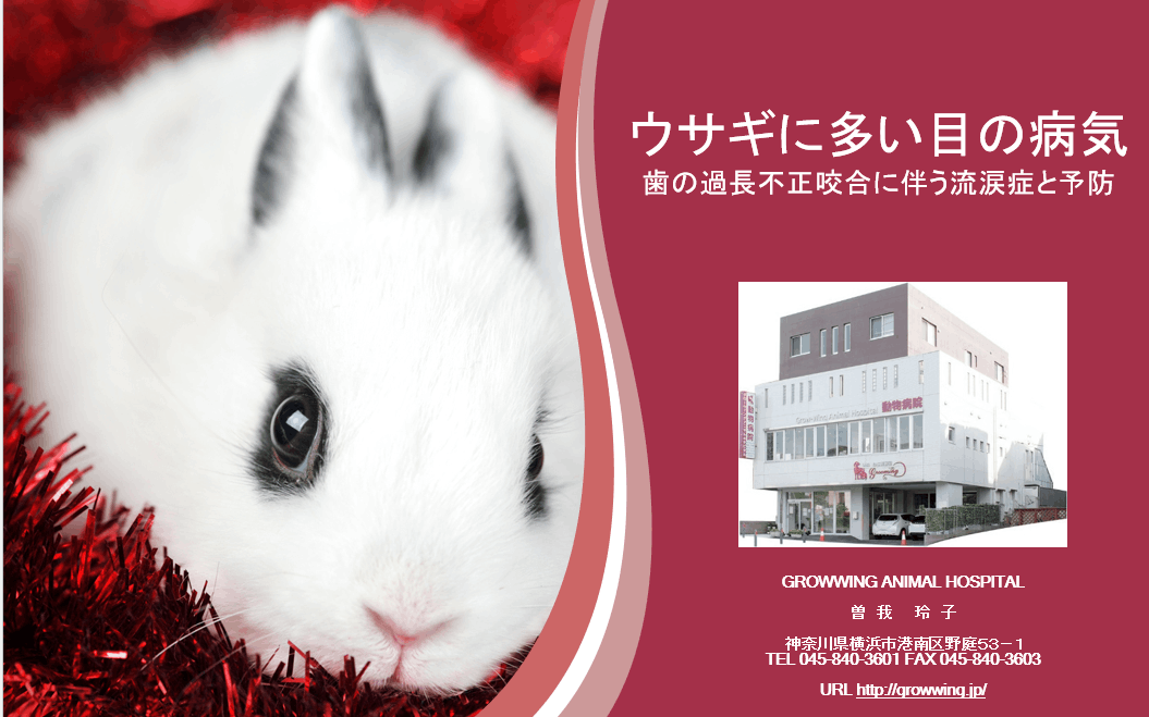 実践うさぎ学―診療の基礎から応用まで― Amazon.co.jp: 実践うさぎ学: 診療の基礎から応用まで : 斉藤