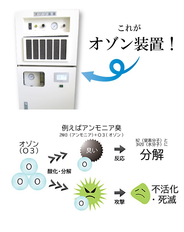 ��SALE��1/13 15������10%OFF����ʪ3�����å� ���꡼�˥� ������ ��ʪ���ӡ�Ĺ��� sin4009 ��ʪ ����