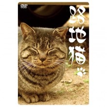 路地猫|趣味・動物・植物|映像と音の友社