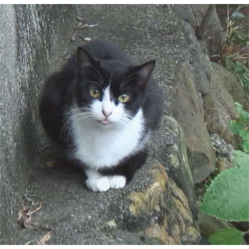 のら猫ニッポン : のら猫ニッポン - くみあいショッピング