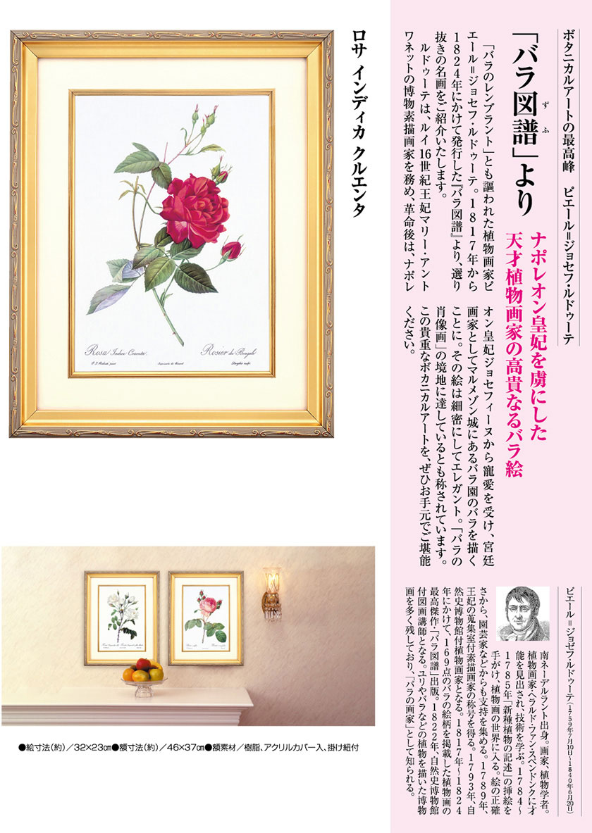 オンラインショップ 版画 絵画 ロサ トメントーサ ルドゥーテ ボタニカル 薔薇 バラ インテリア 壁掛け 額入り 額装込 風景画 油絵 ポスター  アート アートパネル リビング 玄関 プレゼント モダン アートフレーム おしゃれ 飾る Sサイズ