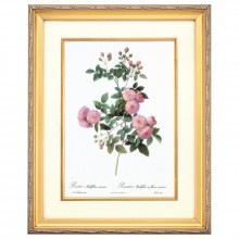 ルドゥーテ バラ図譜 ロサ ガリカ ポンティアーナ 壁掛けアート