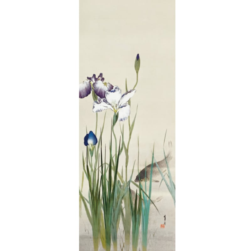 渡辺省亭『十二ケ月花鳥画』5月 花菖蒲に鯉 掛軸【ポイント5％還元中