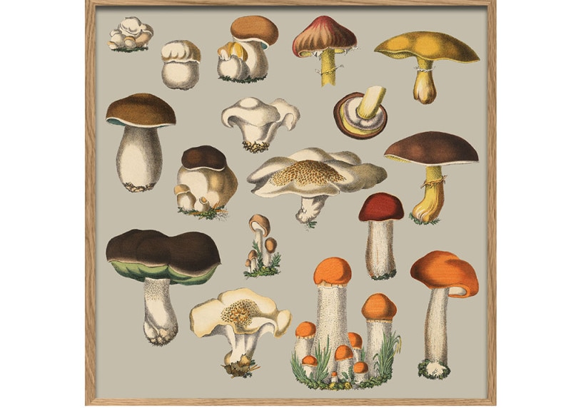 FUNGI XI／The Dybdahl co.　