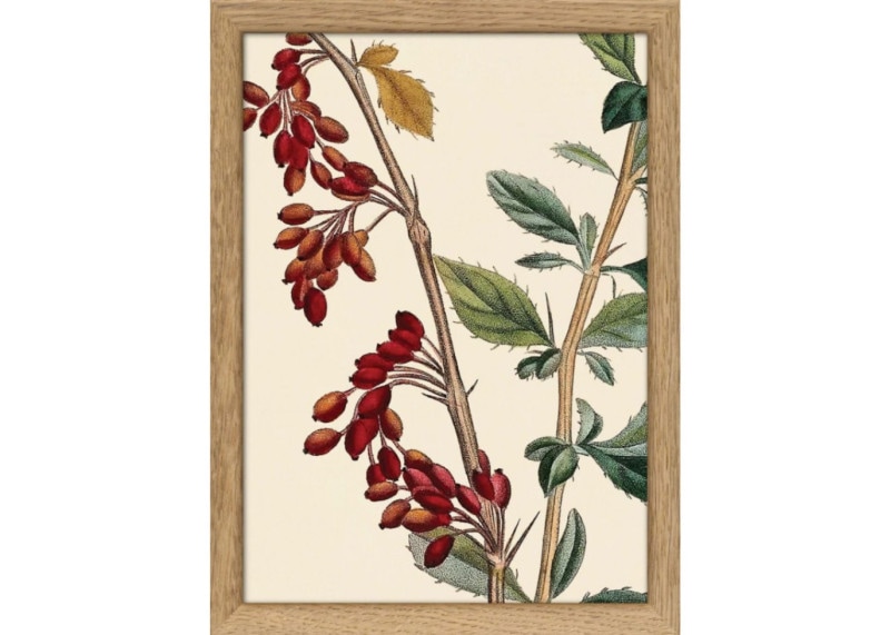 Epine-Vinette a petit Fruit Close Up. Mini Print／The Dybdahl co.