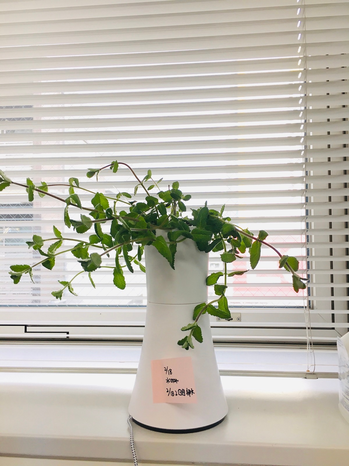 北欧スタイルのお部屋に合うスマート栽培プランターで育てよう ボタニアム