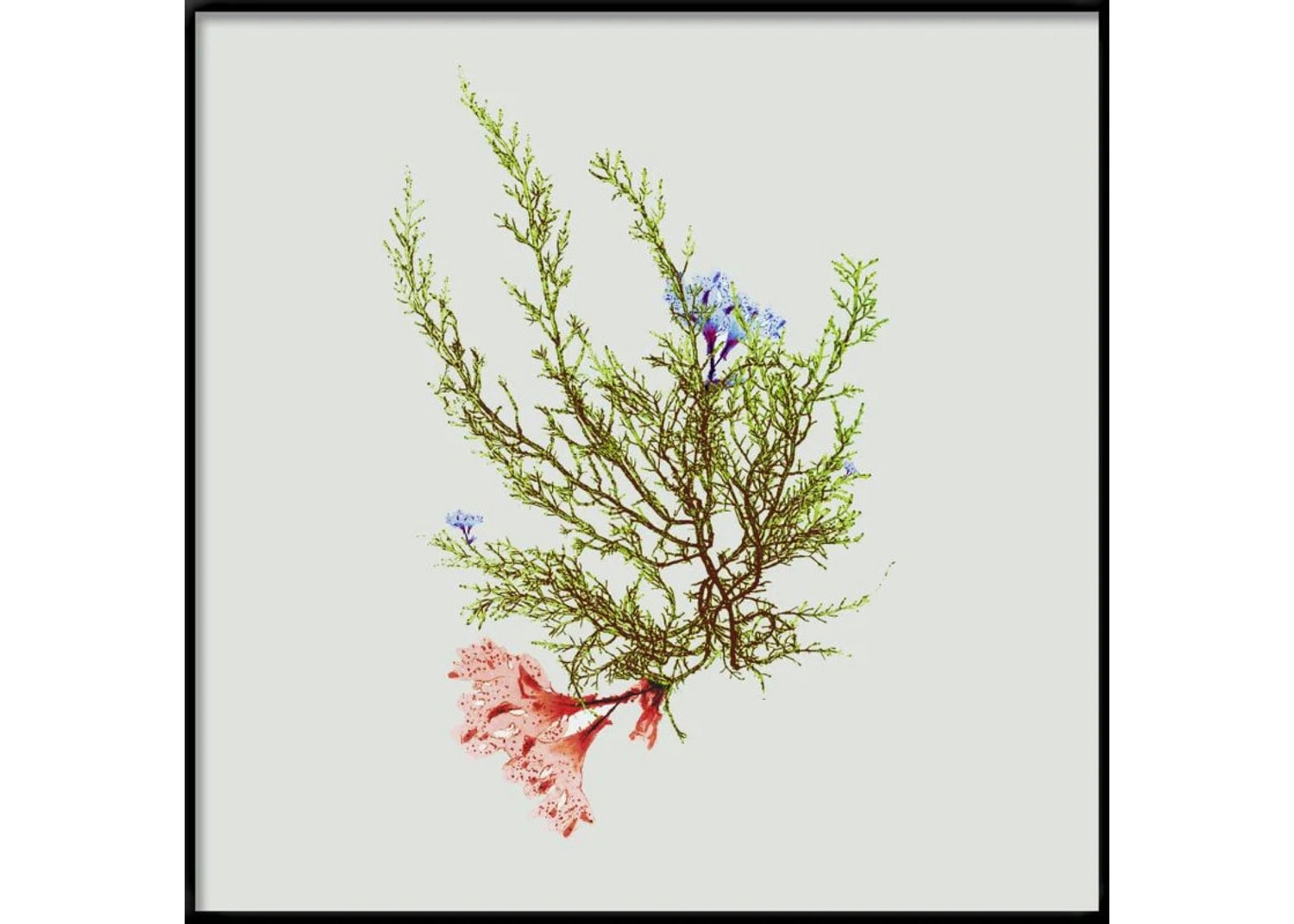 SINGLE ALGAE GREEN WITH FLOWER／The Dybdahl co.　