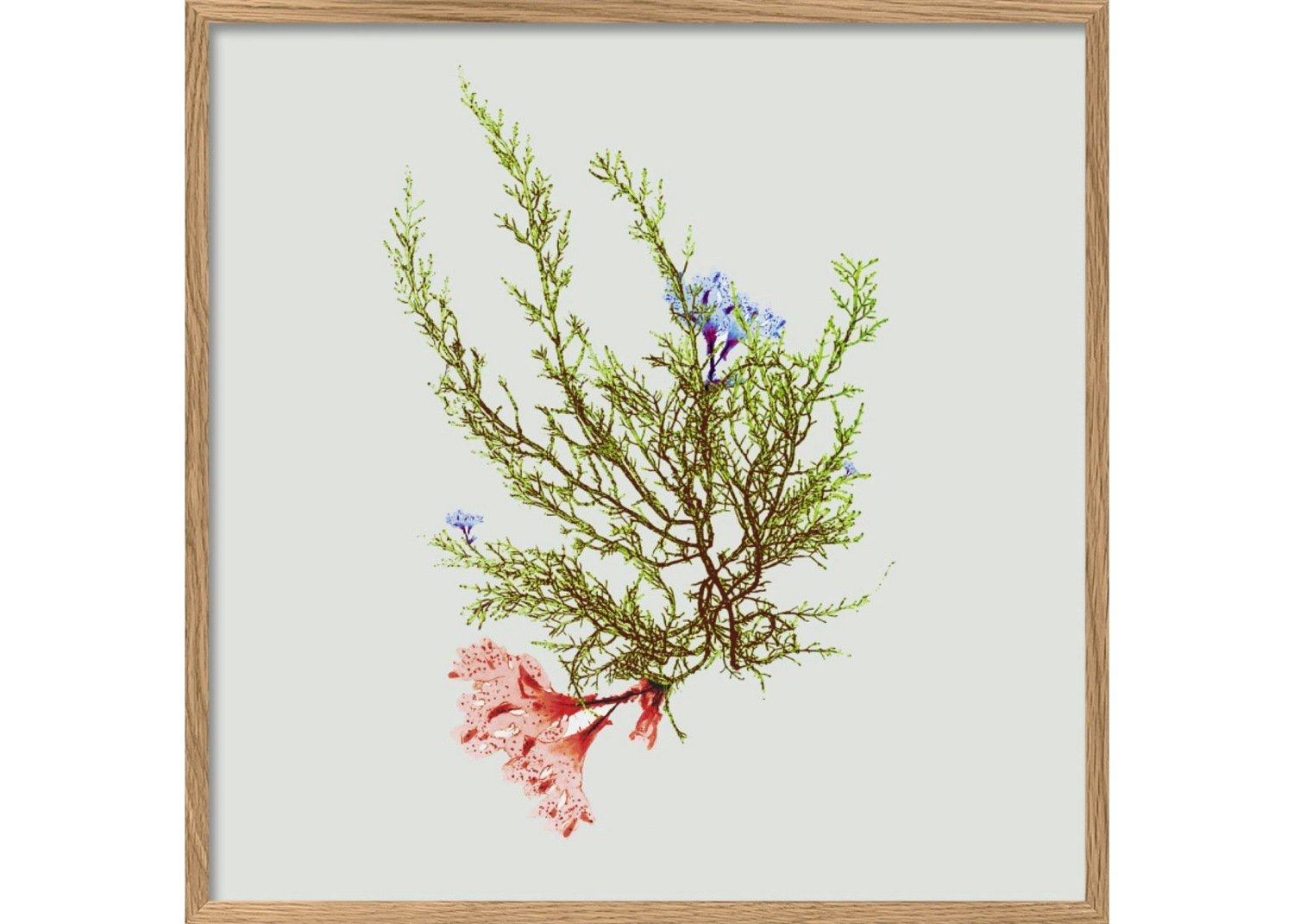 SINGLE ALGAE GREEN WITH FLOWER／The Dybdahl co.　