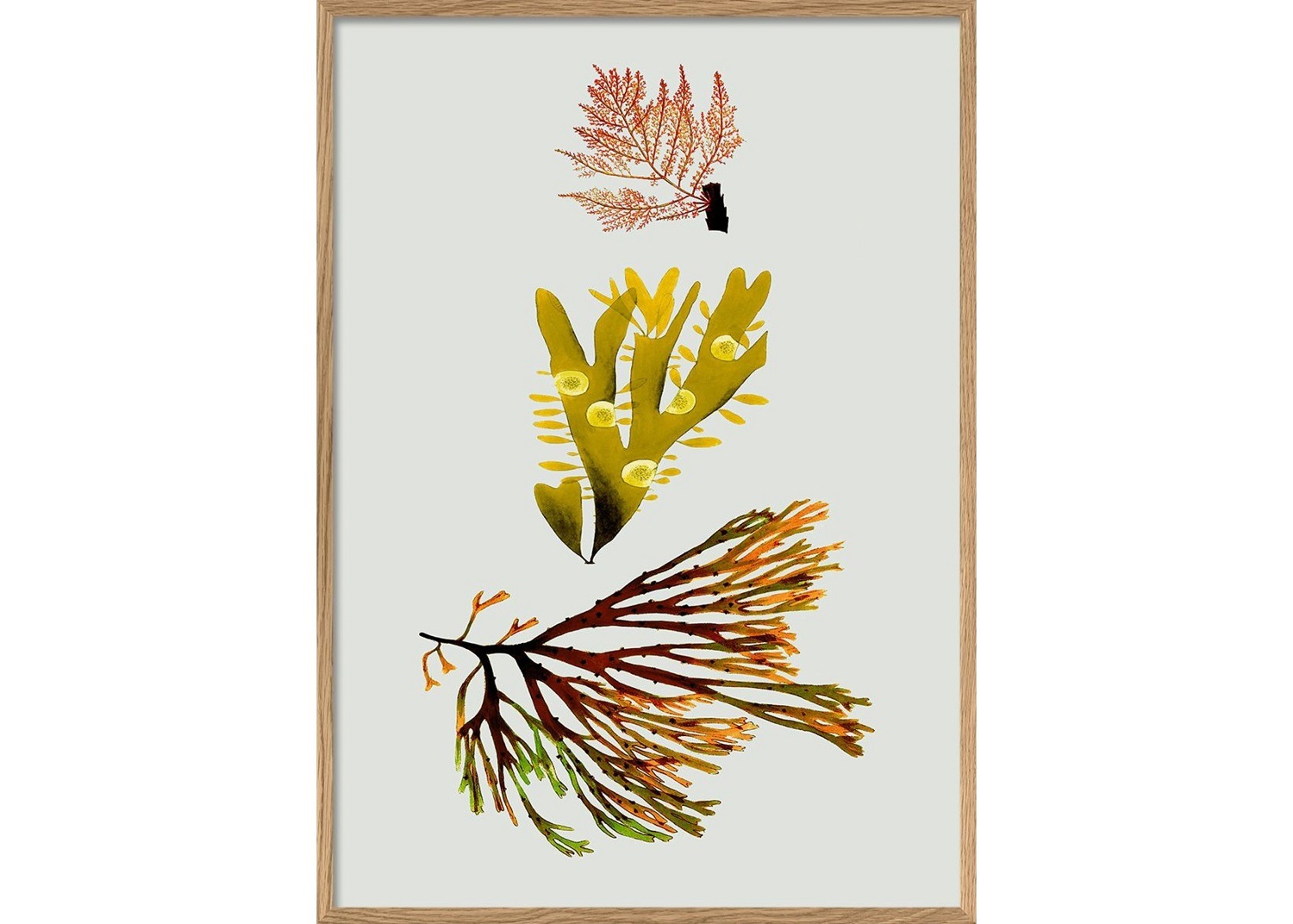 Triple Algae including Yellow and Green／The Dybdahl co.　