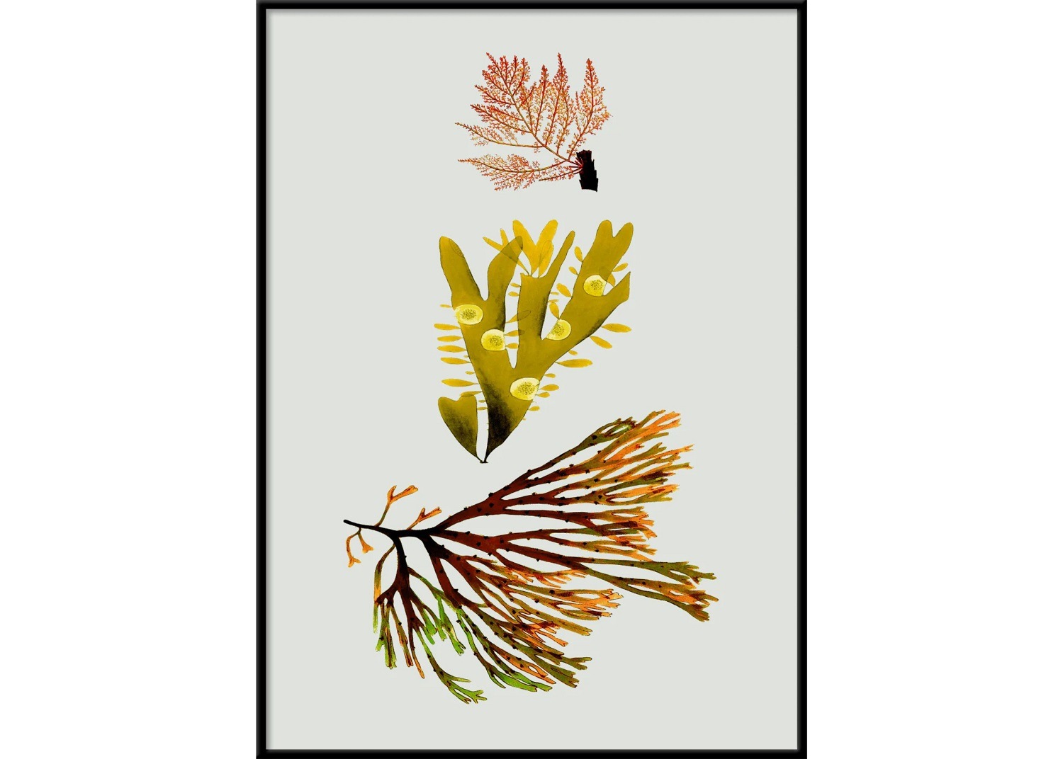 Triple Algae including Yellow and Green／The Dybdahl co.　