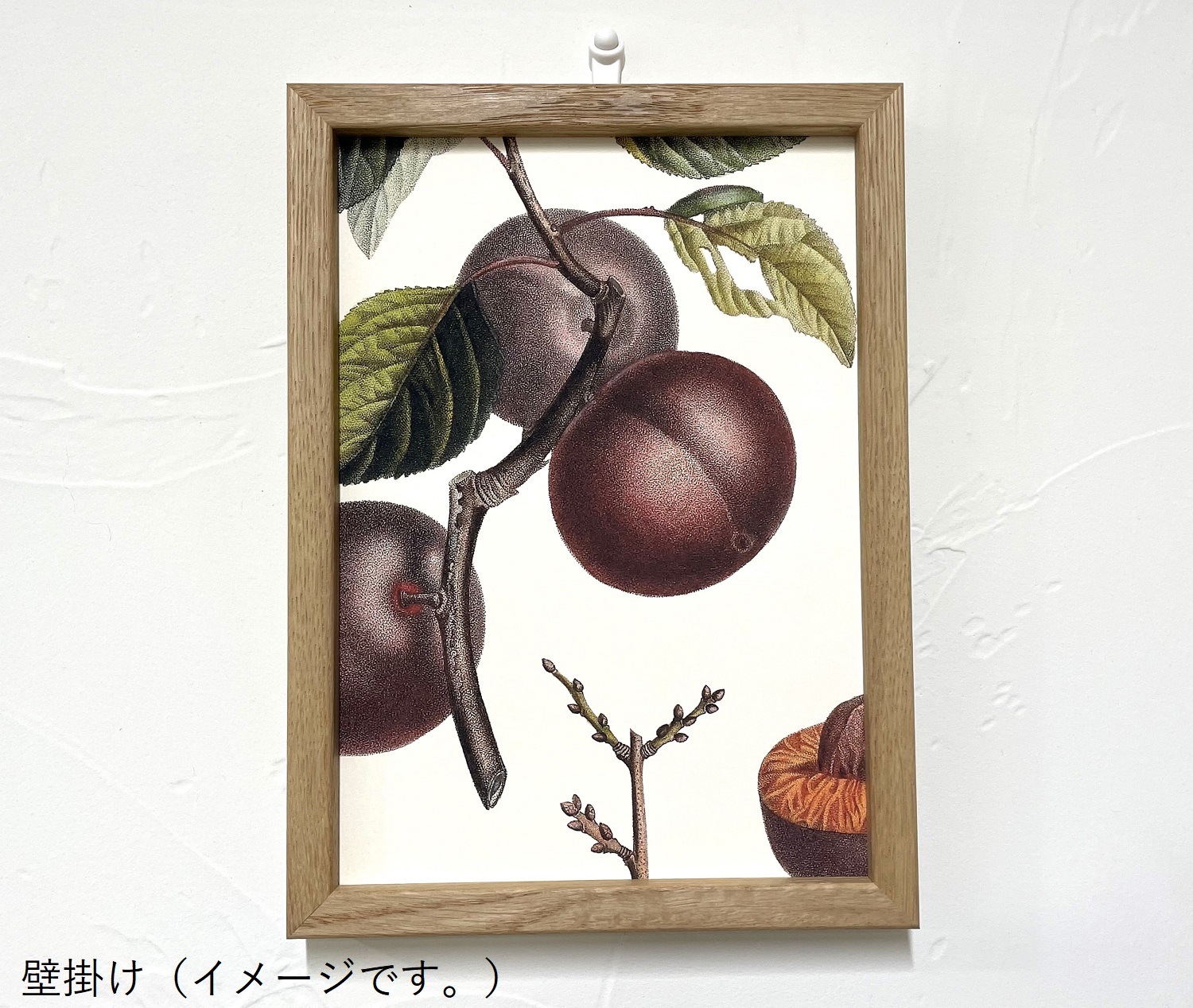 Abricot Noir Close Up. Mini Print／The Dybdahl co.