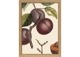 Abricot Noir Close Up. Mini Print／The Dybdahl co.