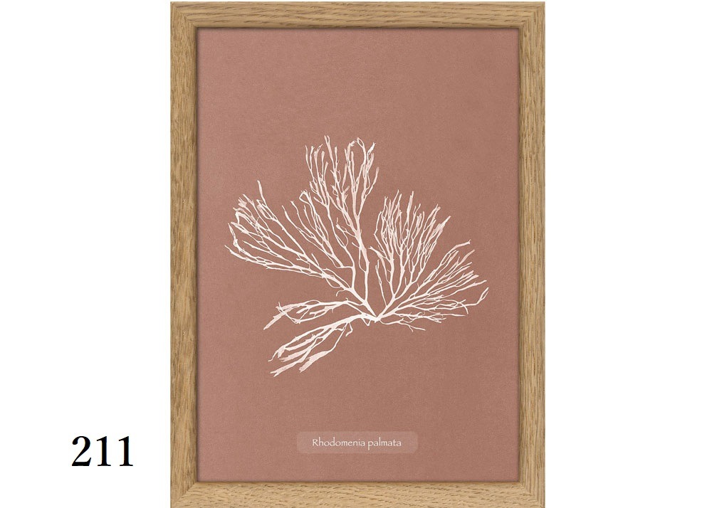 ALGAE ミニシリーズ／The Dybdahl co.　