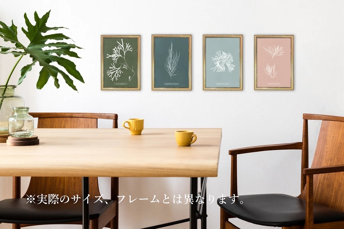 ALGAE ミニシリーズ／The Dybdahl co.　