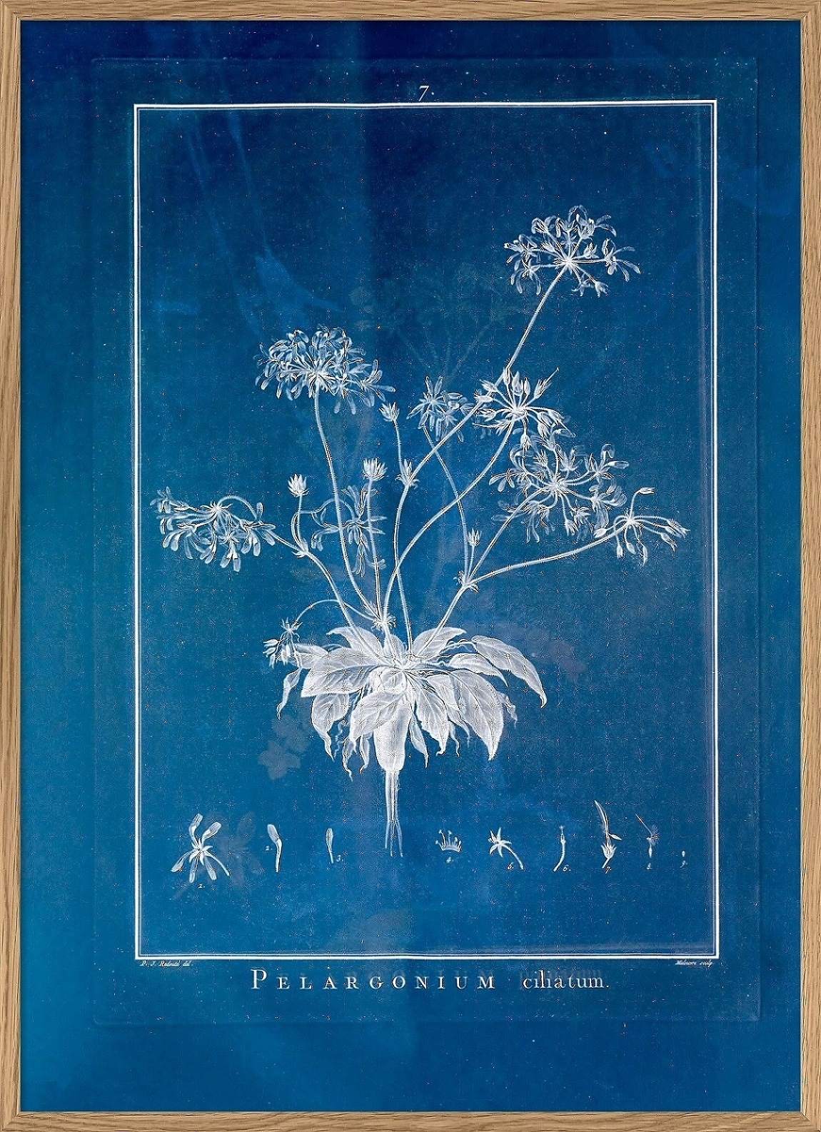 Botanical blue - PELARGONIUM CILIATUM ／The Dybdahl co.　