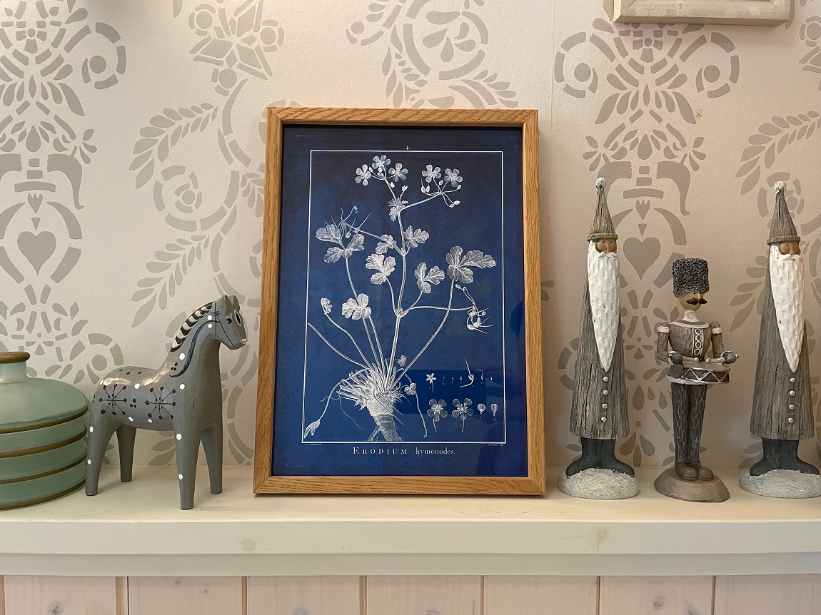 Botanical blue ERODIUM HYMENODES／The Dybdahl co.　