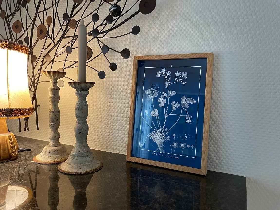 Botanical blue ERODIUM HYMENODES／The Dybdahl co.　