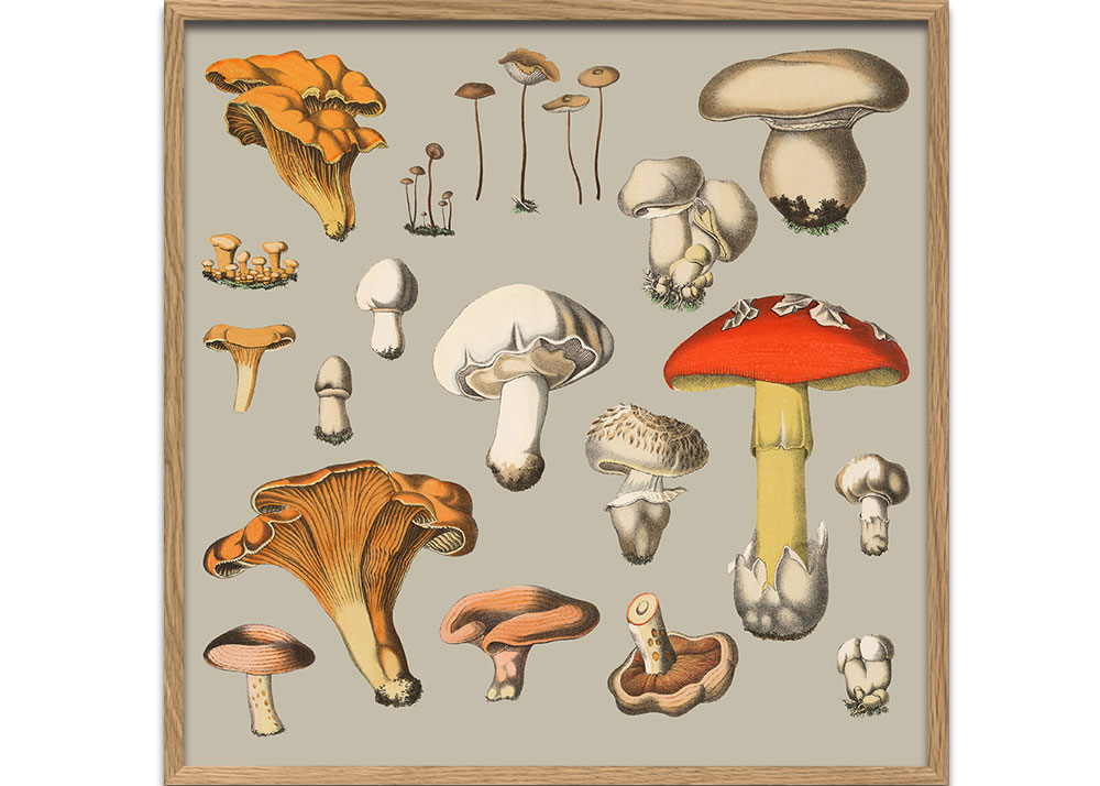 FUNGI XIV／The Dybdahl co.　