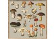 FUNGI XI／The Dybdahl co.　