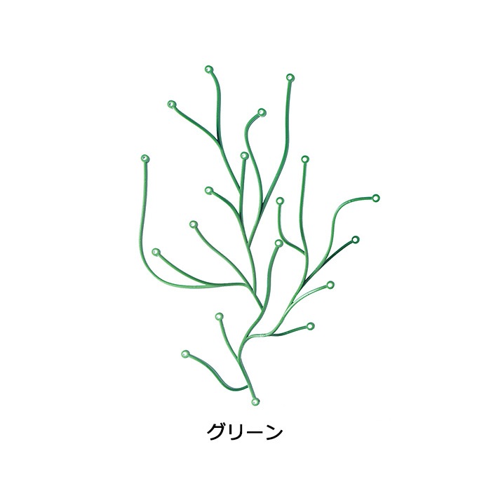 �����佪λ��Algue