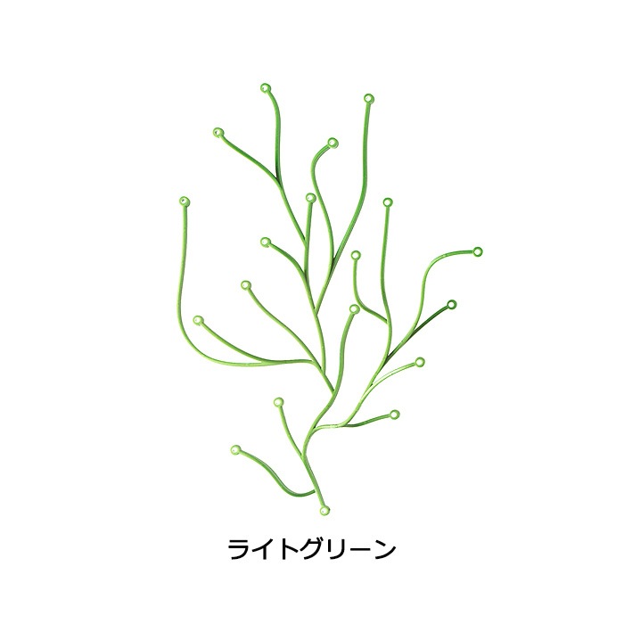 �����佪λ��Algue