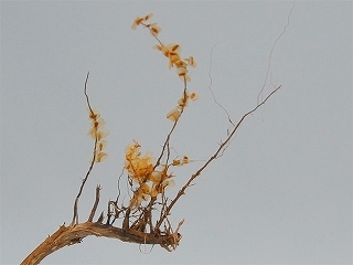 103 茶色の透明な葉(秋の落葉/枯葉)|建物／情景用パーツ|フィギュア