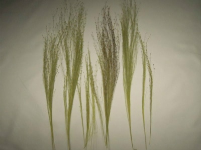 彩葉 MS-017 穂の出た植物セット(2)|素材|ツール＆マテリアル