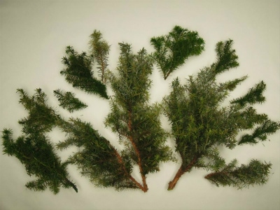 彩葉 MS-018 針葉樹の葉セット(2)|素材|ツール＆マテリアル