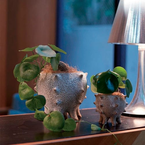 特集,STYLISH POT｜芳樹園オンラインショップ