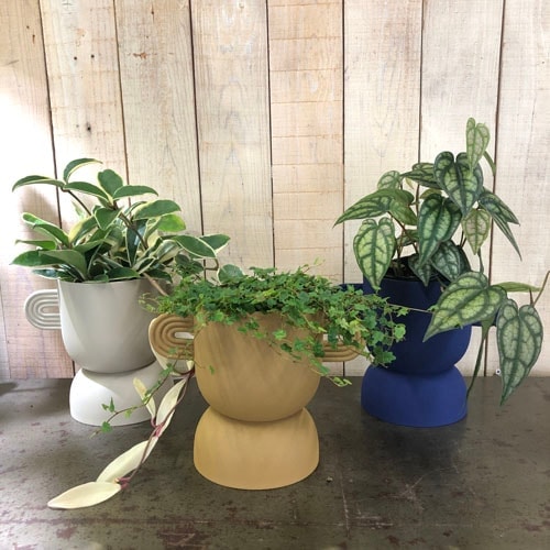 特集,STYLISH POT｜芳樹園オンラインショップ